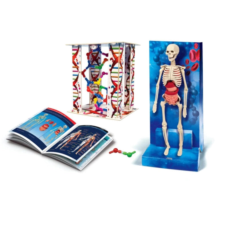 Anatomileksak människokropp modell med skelett, organ & DNA, 8+ år
