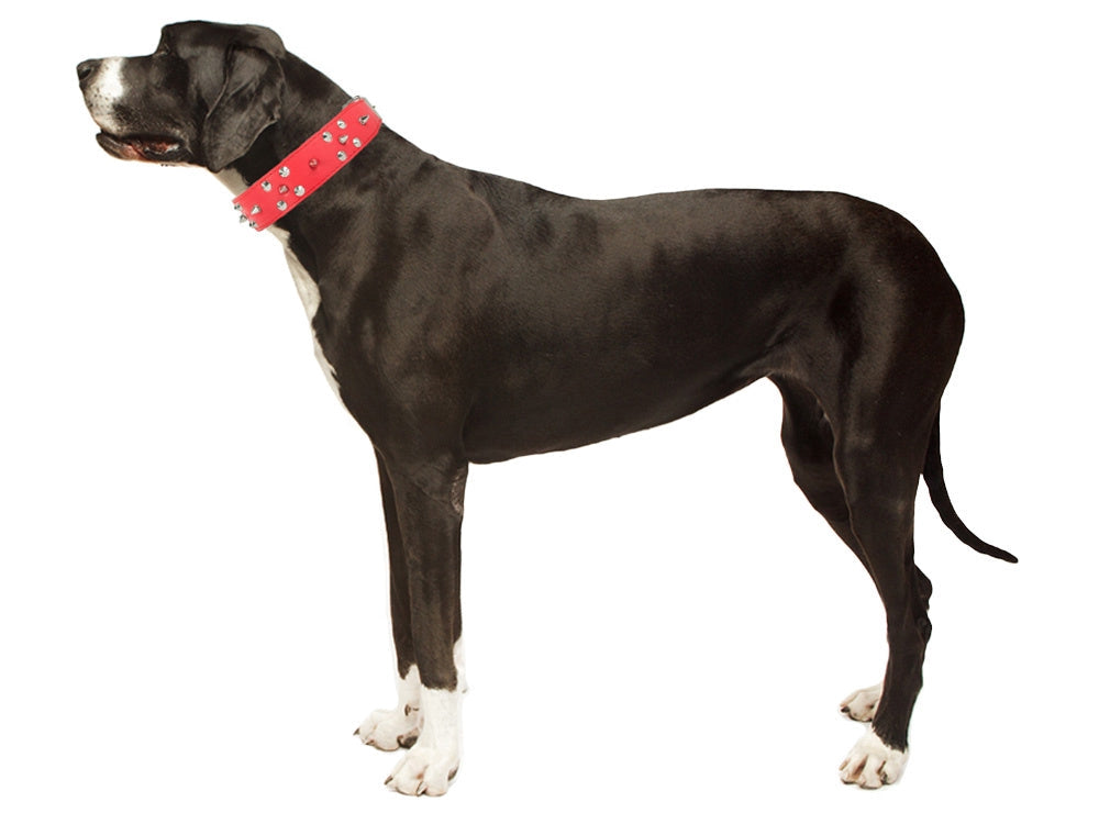 Hundhalsband med nitar ekologiskt läder XL 43–53 cm slumpfärg