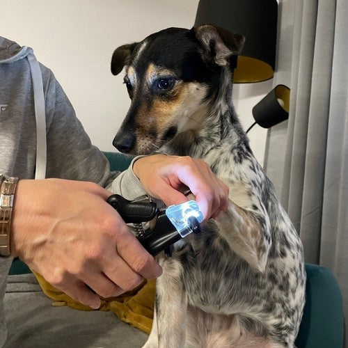 Klotång med LED-lampa och nagelfil för hund och katt, inkl. 3 LR44