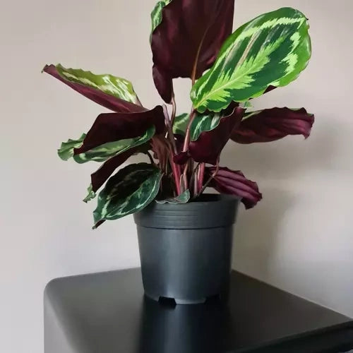 Plastkrukor 2L 500-pack svart 13 cm 16 cm toppdiameter 12 hål