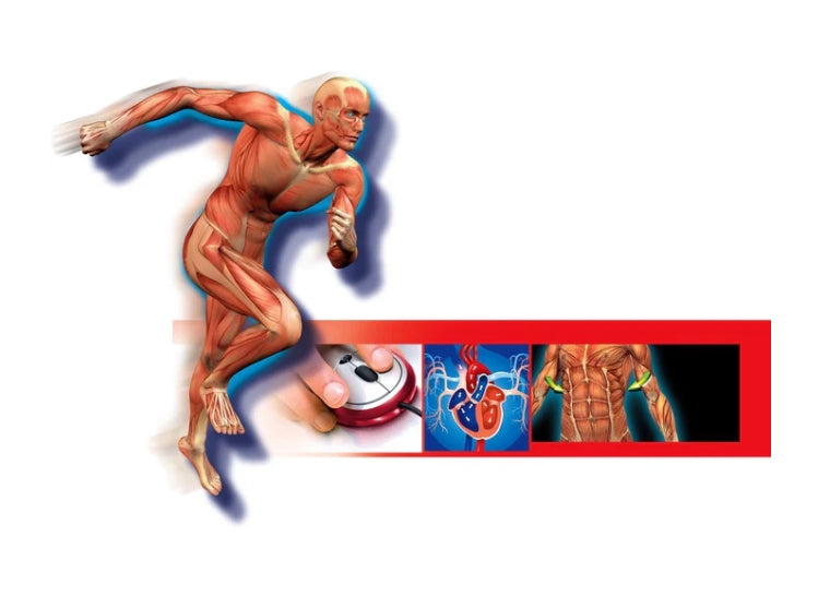 Anatomileksak människokropp modell med skelett, organ & DNA, 8+ år