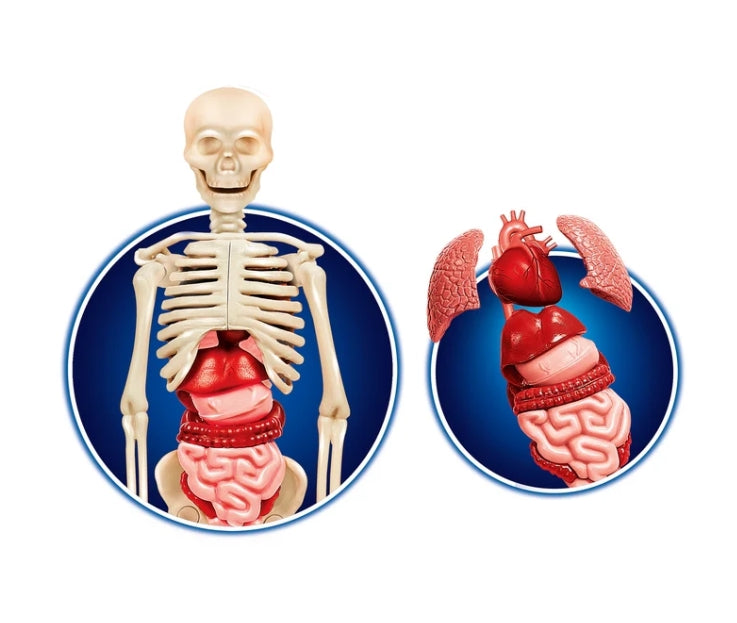 Anatomileksak människokropp modell med skelett, organ & DNA, 8+ år