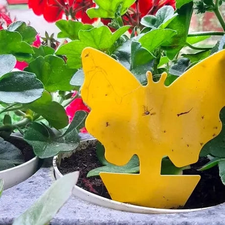 Gula insektsfällor klisterlappar 12-pack för krukväxter & växthus