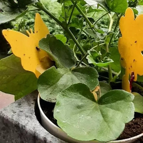 Gula insektsfällor klisterlappar 12-pack för krukväxter & växthus