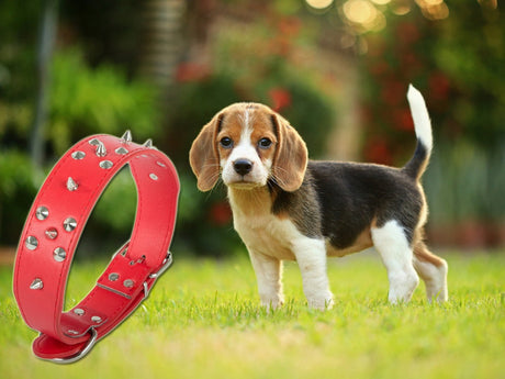 Hundhalsband med nitar ekologiskt läder XL 43–53 cm slumpfärg