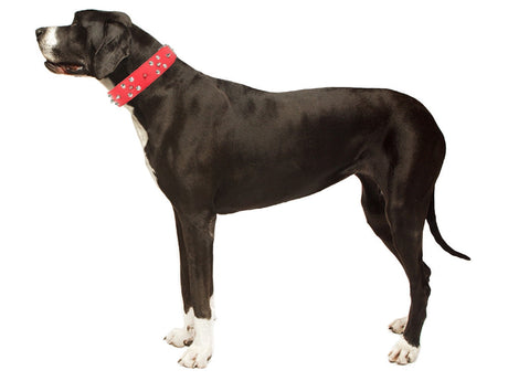 Hundhalsband med nitar ekologiskt läder XL 43–53 cm slumpfärg