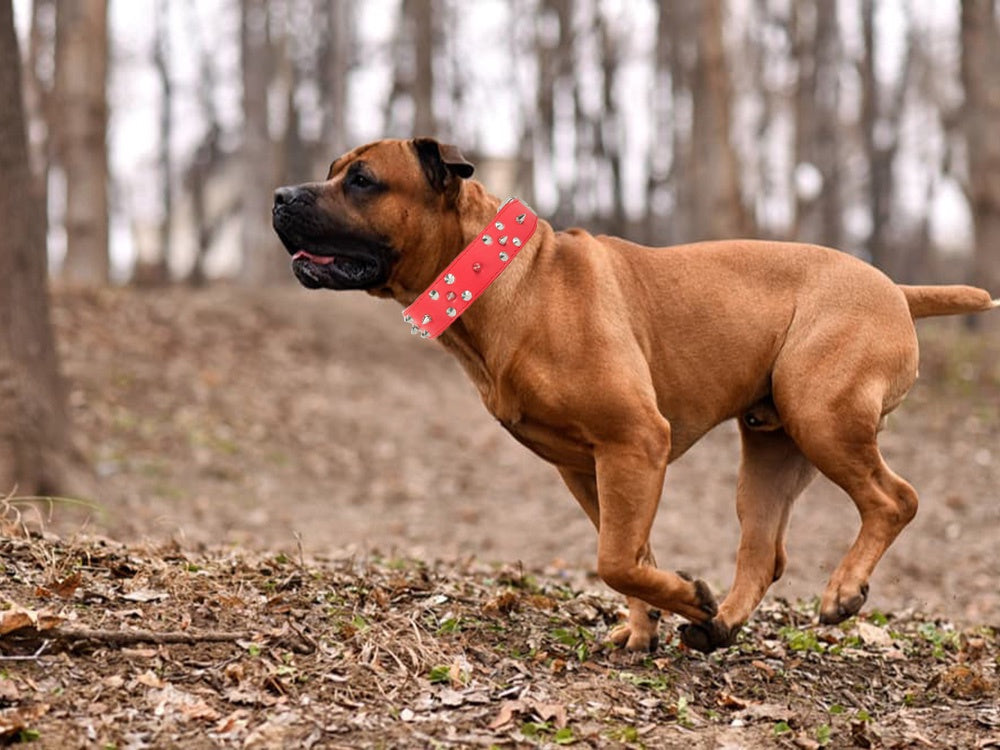 Hundhalsband med nitar ekologiskt läder XL 43–53 cm slumpfärg