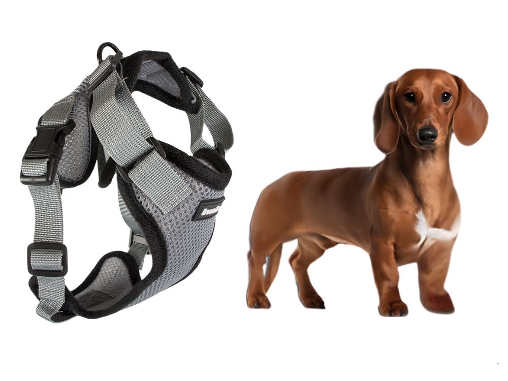 Hundsele M med avtagbart koppel 150 cm grå, hals 34–40 cm
