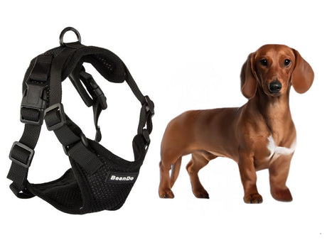 Hundsele M svart med koppel 150 cm reflekterande justerbar