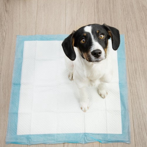 Hygienunderlag hund 60x60 cm 100-pack + hundbajspåsar 30 st