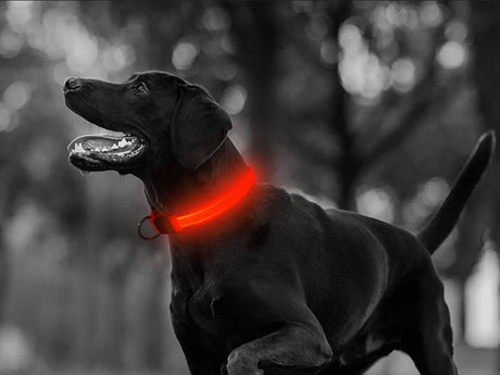 LED-halsband hund/katt justerbart 46–59 cm röd inkl batterier