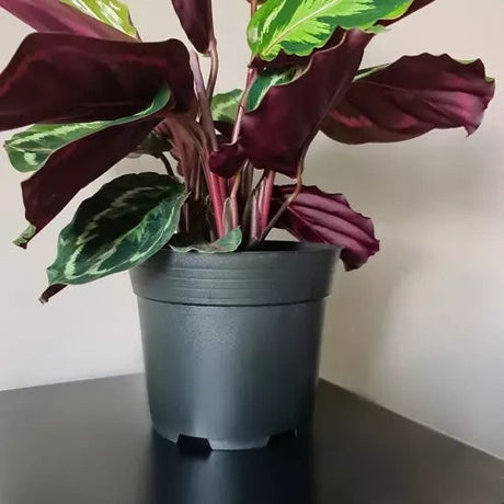 Plastkrukor 2L 500-pack svart 13 cm 16 cm toppdiameter 12 hål