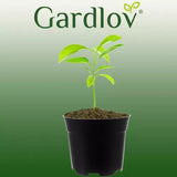 Plastkrukor 2L 500-pack svart 13 cm 16 cm toppdiameter 12 hål