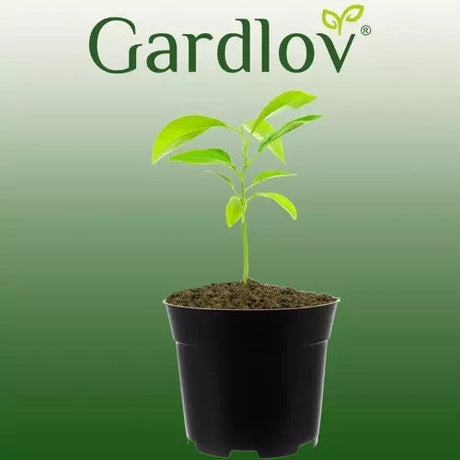 Plastkrukor 2L 500-pack svart 13 cm 16 cm toppdiameter 12 hål