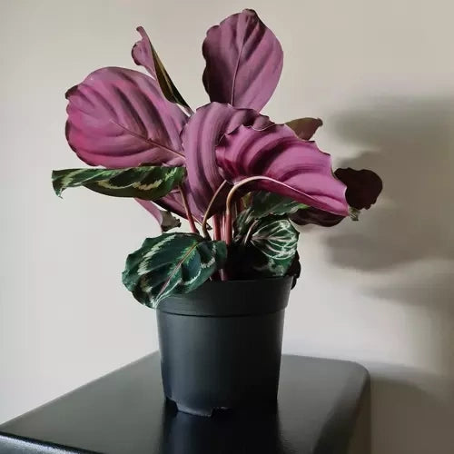 Plastkrukor 2L 500-pack svart 13 cm 16 cm toppdiameter 12 hål