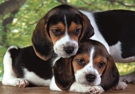 Pussel 500 bitar Beagle-valpar 49x36 cm, från 10 år