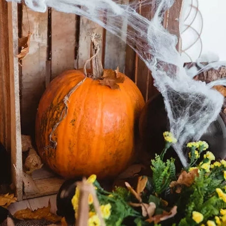 Spindelnät Halloween-dekoration 60 g vit med 2 spindlar, täcker 2,5 m²