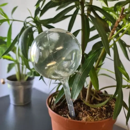 Vattningskulor 8-pack 280 ml transparent PVC för krukväxter